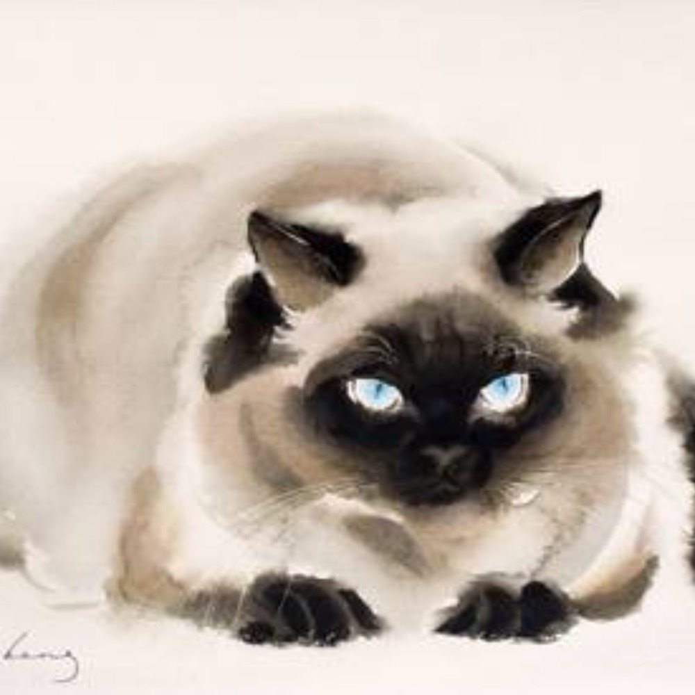 Meet your Posher, Ragdoll